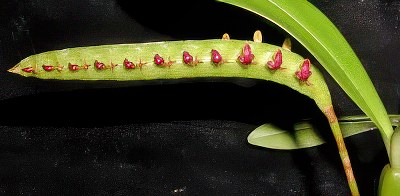 Bulbophyllum falcatum