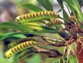 Bulbophyllum falcatum