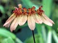 Bulbophyllum sikkimense