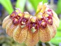 Bulbophyllum sikkimense