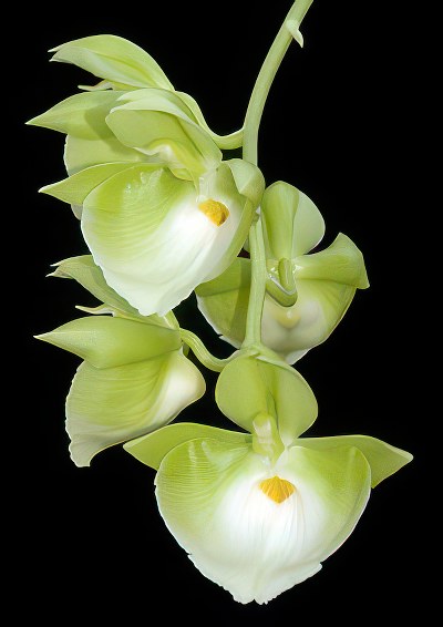 Catasetum pileatum