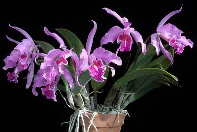 Cattleya maxima