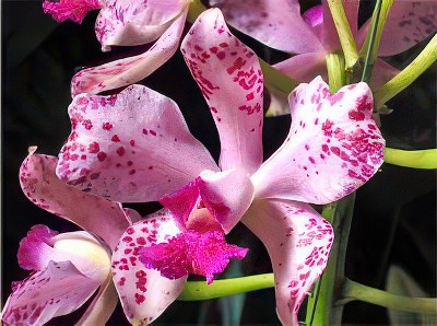 Cattleya amethystoglossa