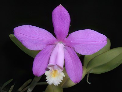 Cattleya loddigesii