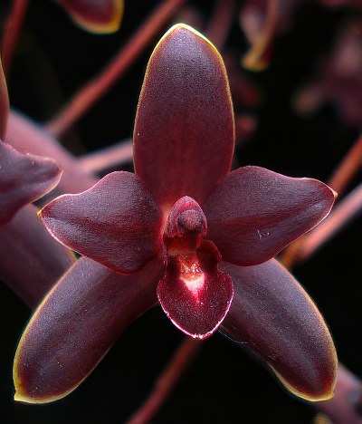 Cymbidium Little Black Sambo 'Black Magic'