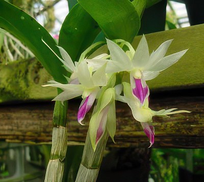 Dendrobium amethystoglossum