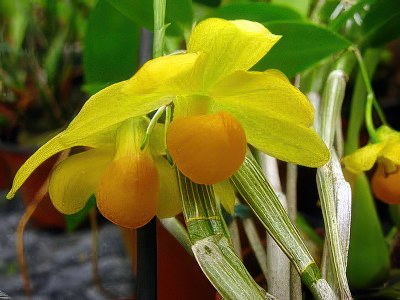 Dendrobium chrysocrepis