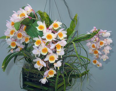 Dendrobium farmeri