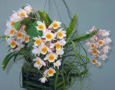 Dendrobium farmeri