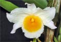 Dendrobium farmeri