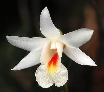 Dendrobium fuerstenbergianum