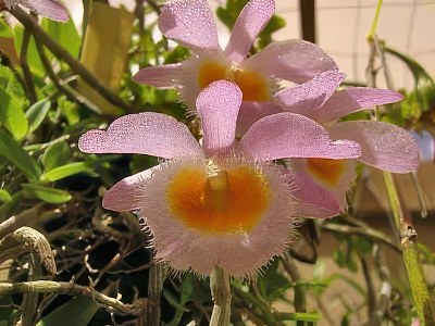 Dendrobium loddigesii