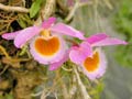 Dendrobium loddigesii