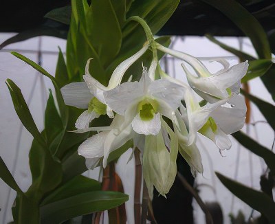 Dendrobium ovipostoriferum