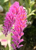 Dendrobium secundum