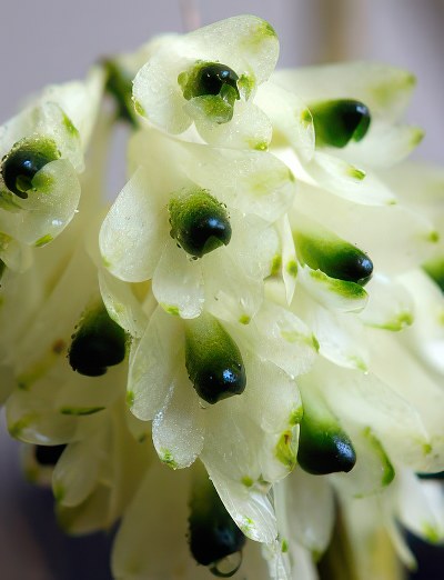 Dendrobium smillieae alba