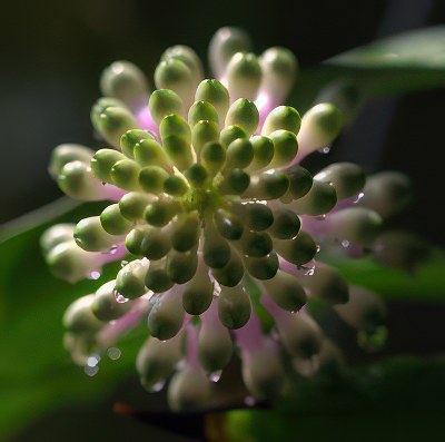 Dendrobium smillieae