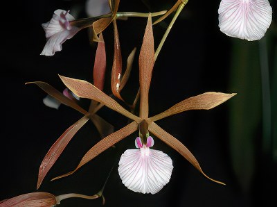 Encyclia bractescens