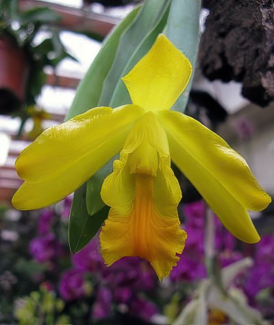 Euchile citrina (Encyclia citrina)