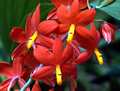 Encyclia vitellina (Prosthechea)