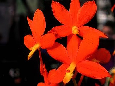 Encyclia vitellina (Prosthechea)