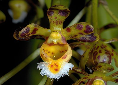 Gastrochilus calceolaris