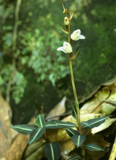 Goodyera velutina