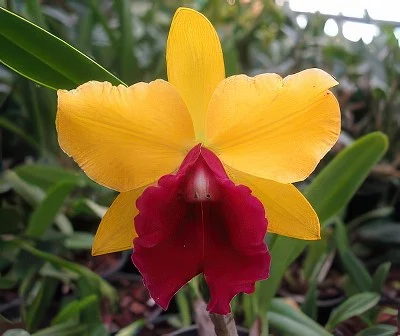 Lc. Exotic Smile Sensation
