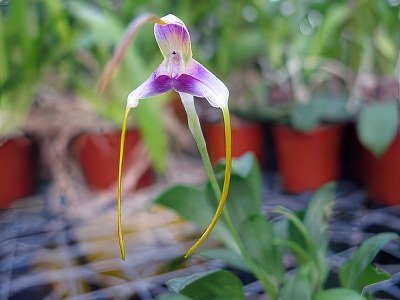 Masdevallia estradae