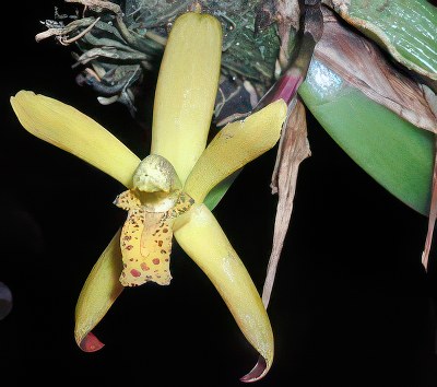 Maxillaria rufescens