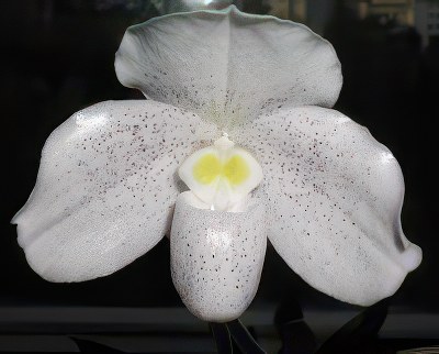 Paphiopedilum niveum