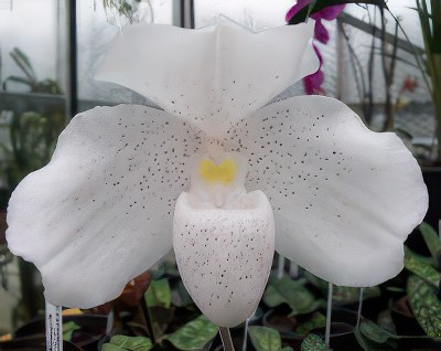 Paphiopedilum niveum