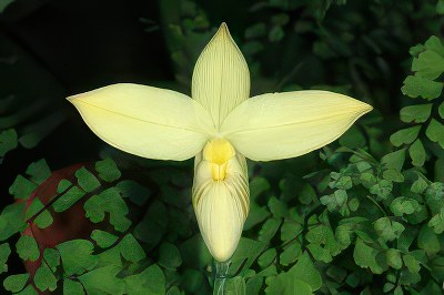 Phragmipedium besseae flava