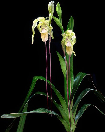 Phragmipedium wallisii