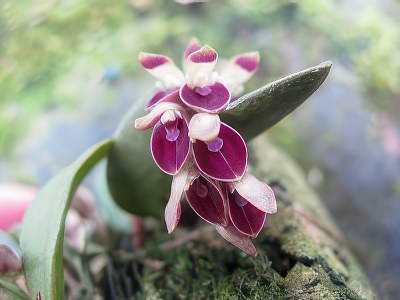 Pleurothallis recurva (Acianthera recurva)