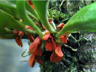 Pleurothallis tribuloides