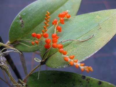 Pleurothallis truncata