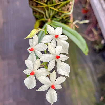 Aerangis luteo-alba var. rhodosticta