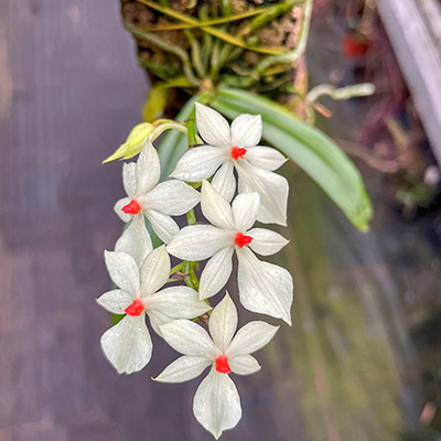 Aerangis luteo-alba var. rhodosticta