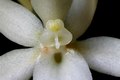 Aerangis mystacidii