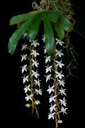 Aerangis mystacidii
