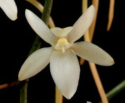 Aerangis mystacidii