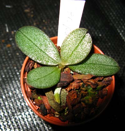 Aerangis punctata