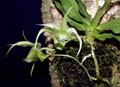 Aeranthes henrici