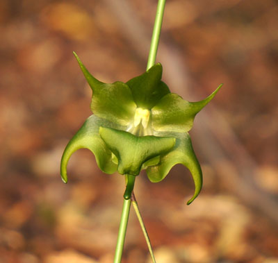 Aeranthes ramosa