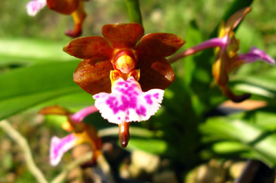 Aerides flabellata