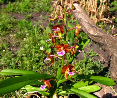 Aerides flabellata