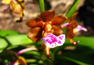 Aerides flabellata