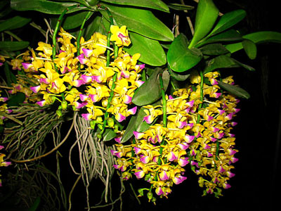 Aerides houlletiana