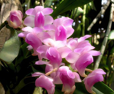 Aerides odorata